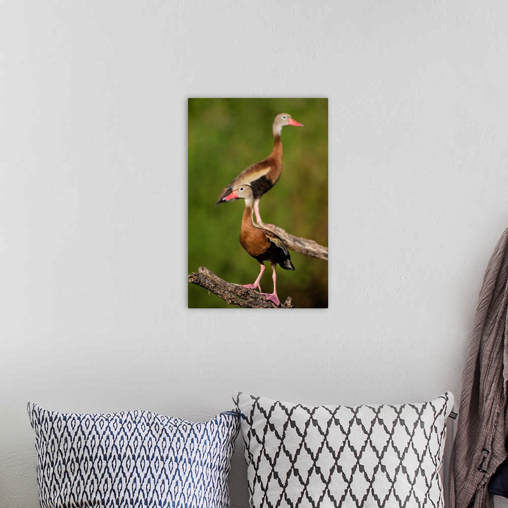 A bohemian room featuring Black-bellied Whistling Duck (Dendrocygnus autumnalis) adult perched in tree