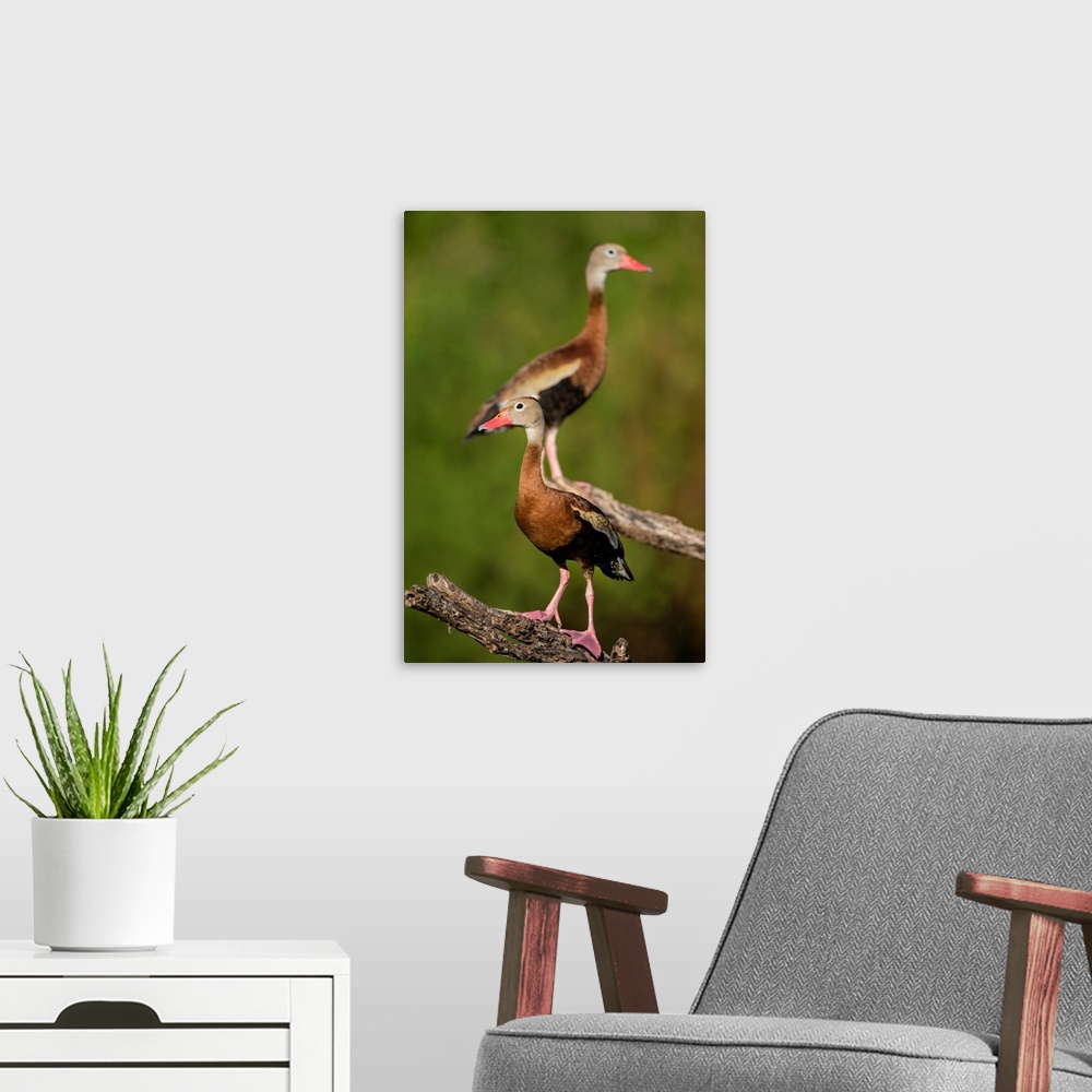 A modern room featuring Black-bellied Whistling Duck (Dendrocygnus autumnalis) adult perched in tree