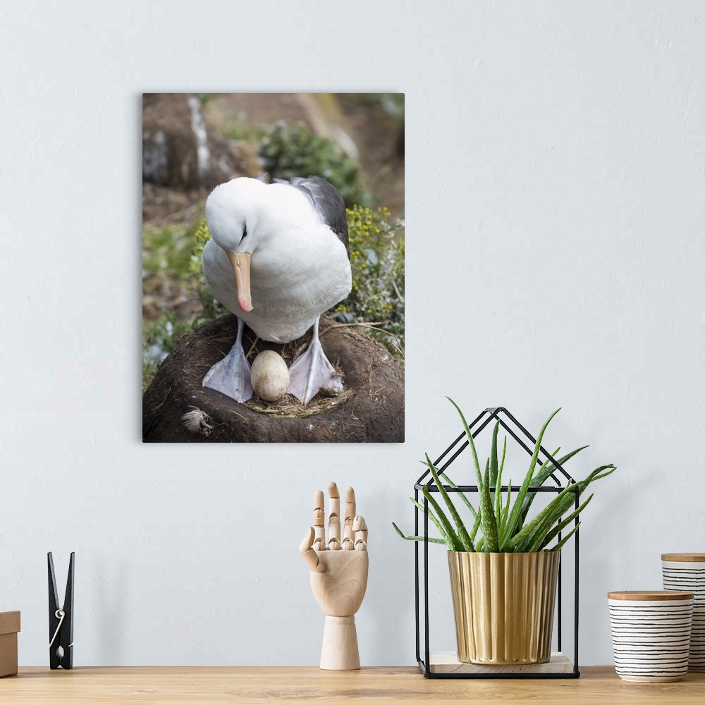 A bohemian room featuring Adult with egg on tower-shaped nest. Black-browed albatross or black-browed mollymawk, Falkland I...