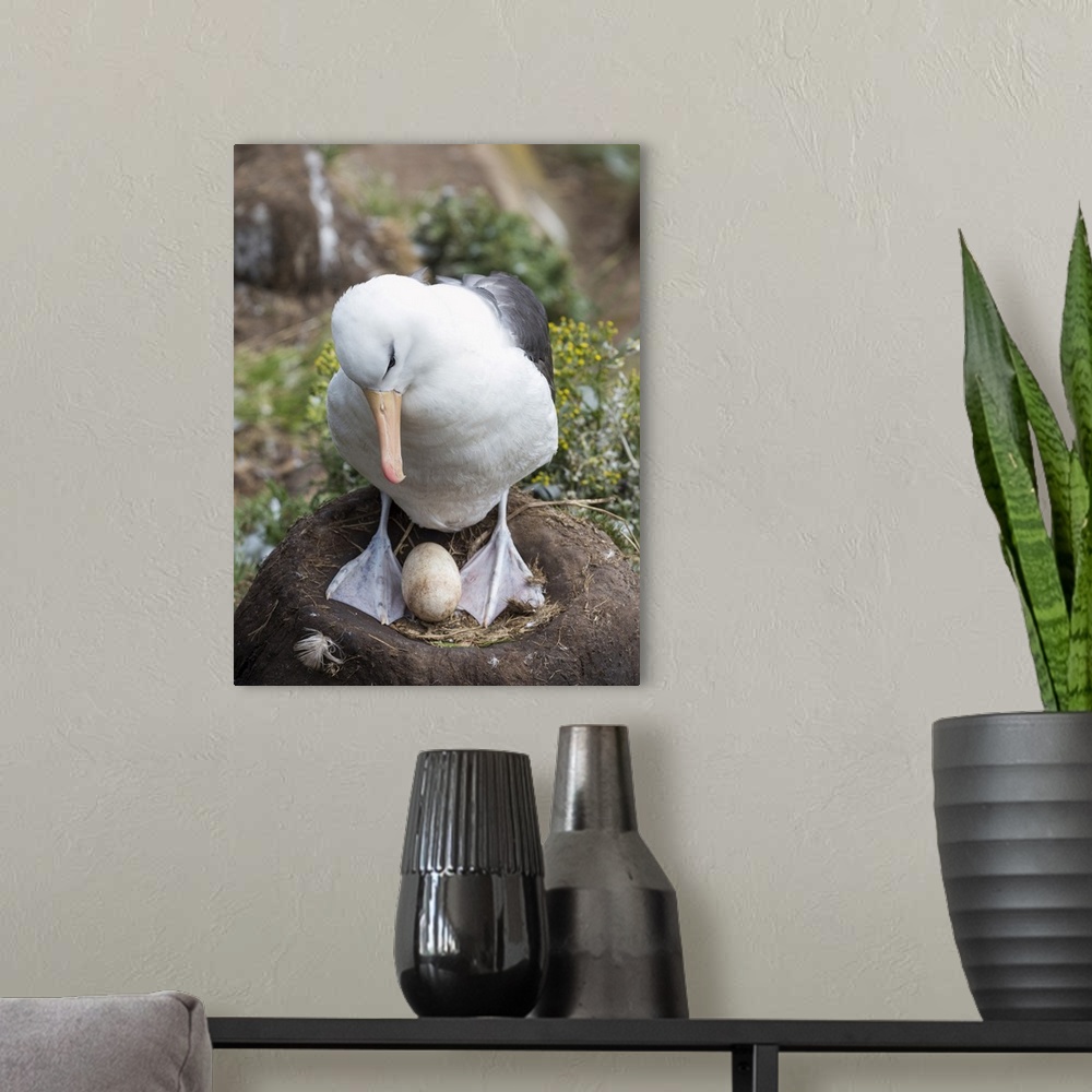 A modern room featuring Adult with egg on tower-shaped nest. Black-browed albatross or black-browed mollymawk, Falkland I...