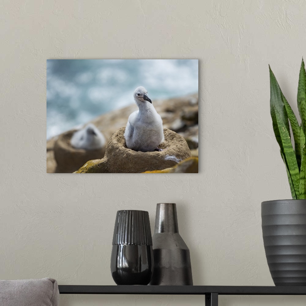 A modern room featuring Chick on tower-shaped nest. Black-browed albatross or black-browed mollymawk, Falkland Islands.