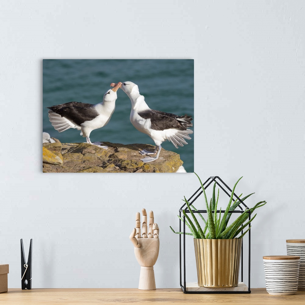 A bohemian room featuring Black-browed albatross or black-browed mollymawk, typical courtship and greeting behavior, Falkla...