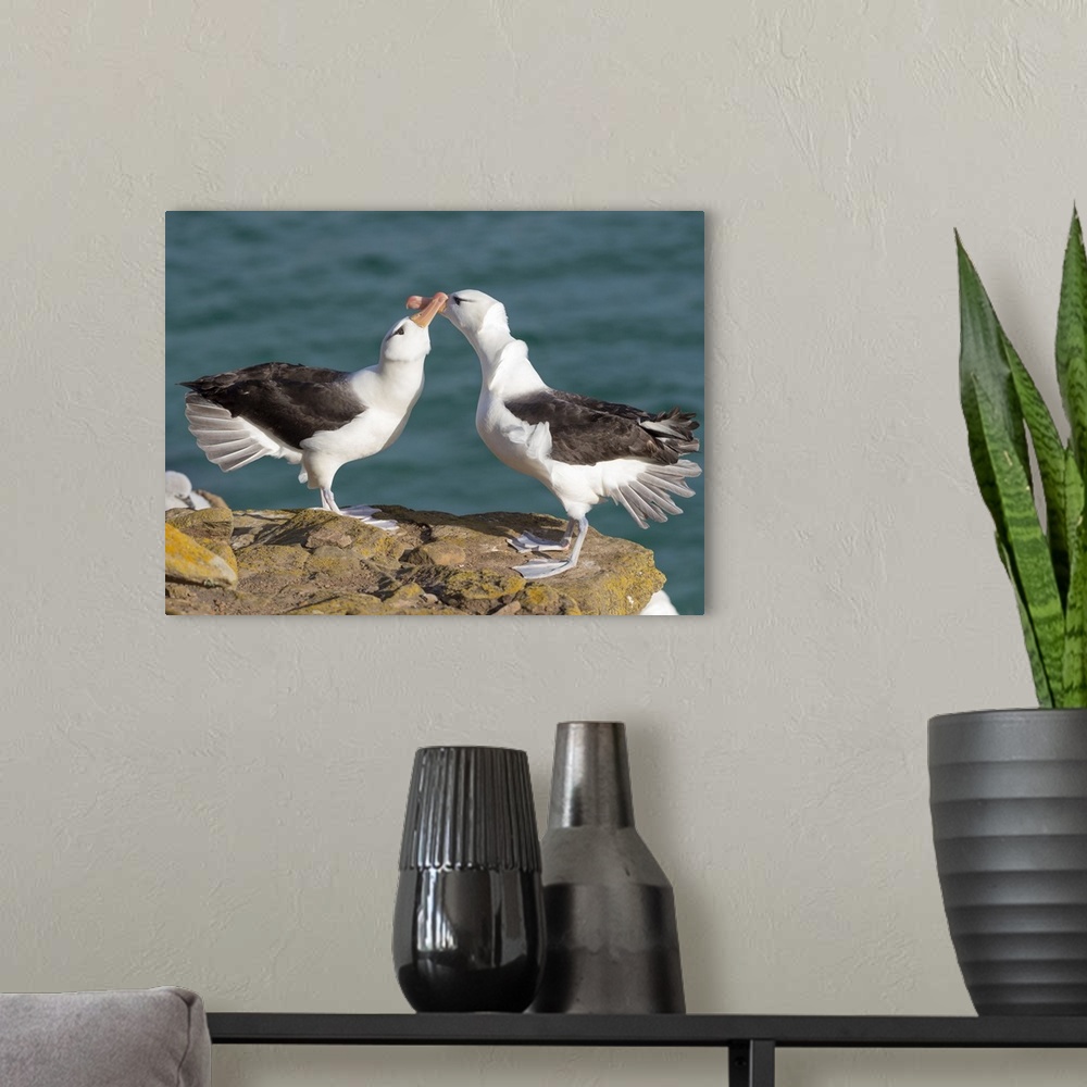 A modern room featuring Black-browed albatross or black-browed mollymawk, typical courtship and greeting behavior, Falkla...