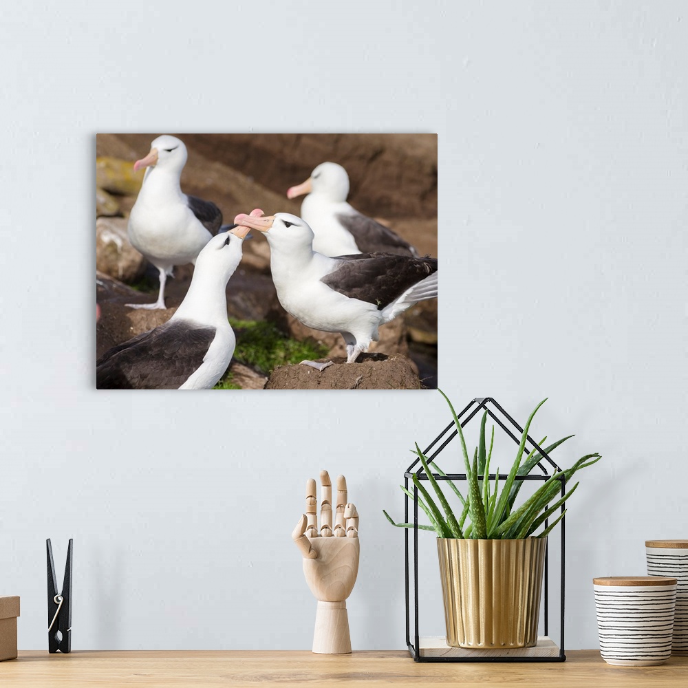 A bohemian room featuring Black-browed Albatross (Thalassarche melanophris) or Mollymawk, pair caressing to strenghten the ...