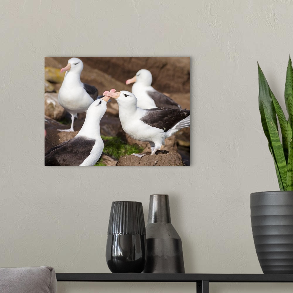 A modern room featuring Black-browed Albatross (Thalassarche melanophris) or Mollymawk, pair caressing to strenghten the ...
