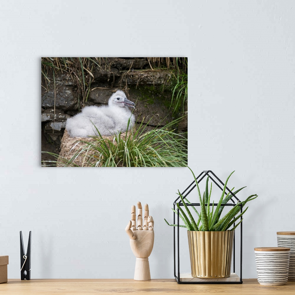 A bohemian room featuring Black-browed Albatross (Thalassarche melanophris) or Mollymawk, chick on tower shaped nest. South...