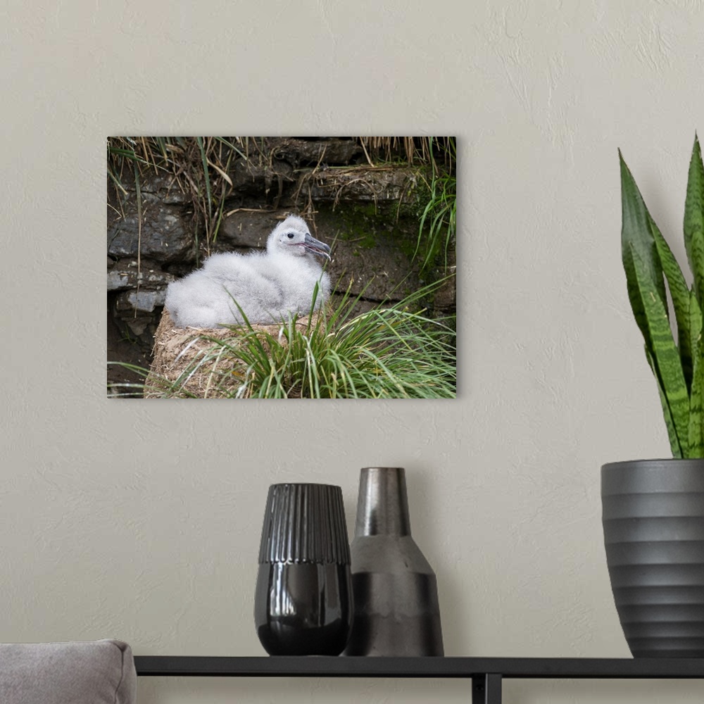 A modern room featuring Black-browed Albatross (Thalassarche melanophris) or Mollymawk, chick on tower shaped nest. South...