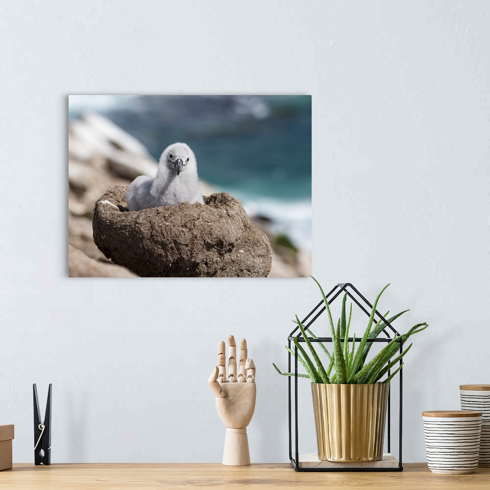 A bohemian room featuring Black-browed Albatross (Thalassarche melanophris) or Mollymawk, chick on tower shaped nest.  Sout...