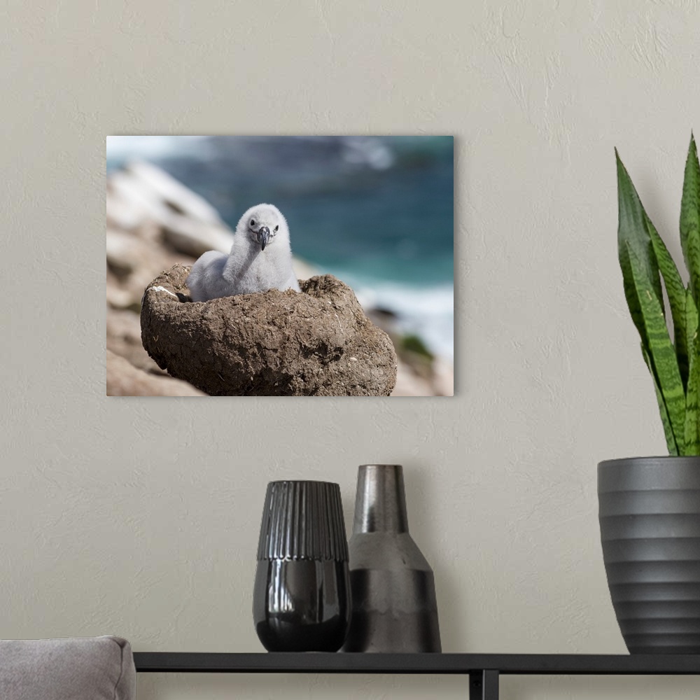 A modern room featuring Black-browed Albatross (Thalassarche melanophris) or Mollymawk, chick on tower shaped nest.  Sout...