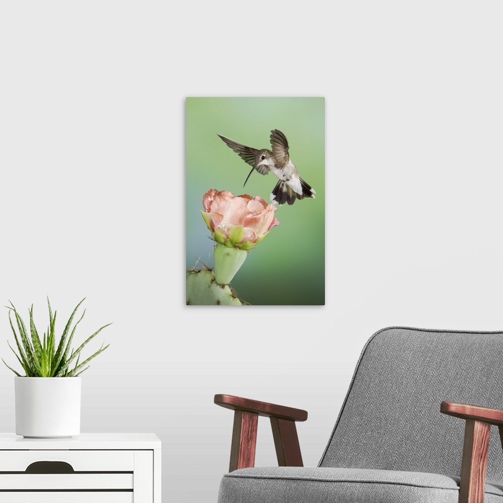 A modern room featuring Black-chinned Hummingbird, Archilochus alexandri, female in flight feeding on Texas Prickly Pear ...