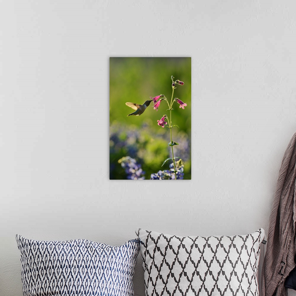 A bohemian room featuring Black-chinned Hummingbird (Archilochus alexandri), adult male feeding on blooming Hill Country pe...