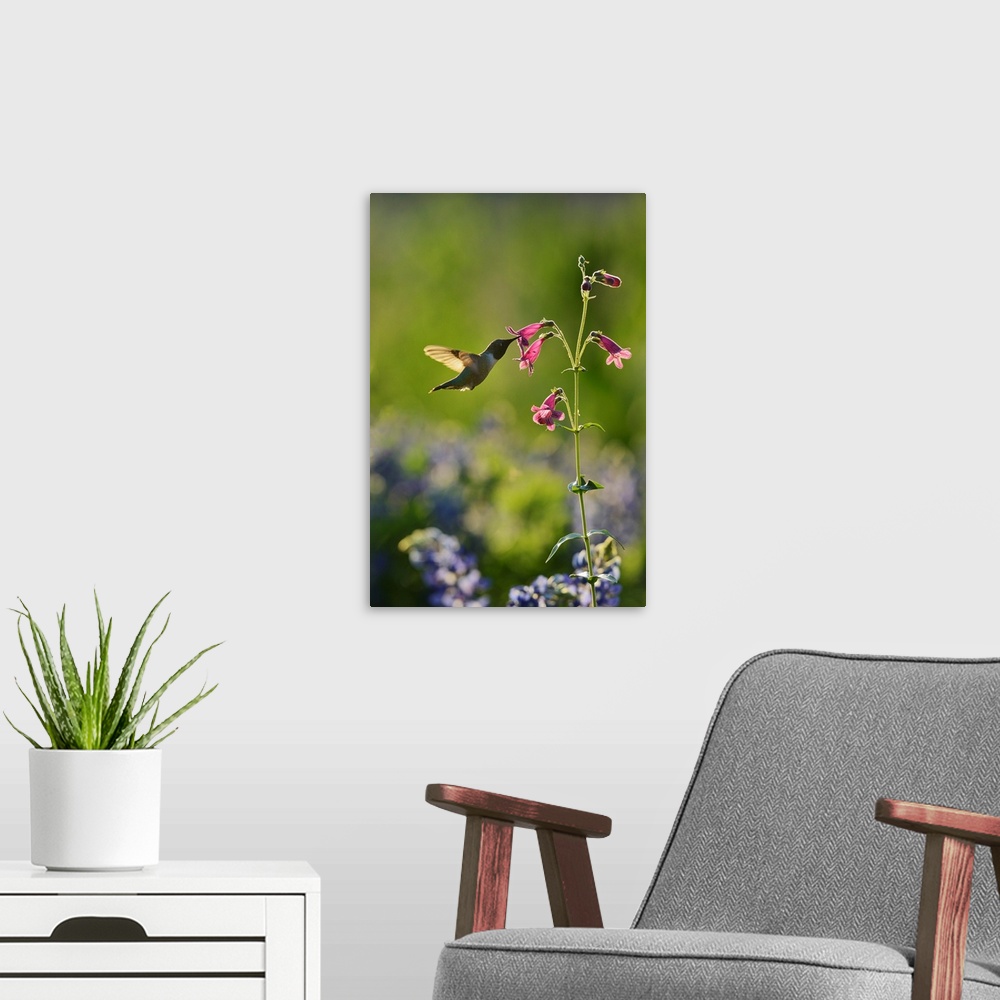 A modern room featuring Black-chinned Hummingbird (Archilochus alexandri), adult male feeding on blooming Hill Country pe...