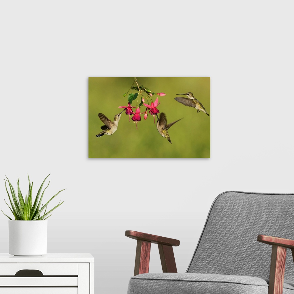 A modern room featuring Black-chinned Hummingbird (Archilochus alexandri), adult females feeding on blooming Fuchsia, Hil...
