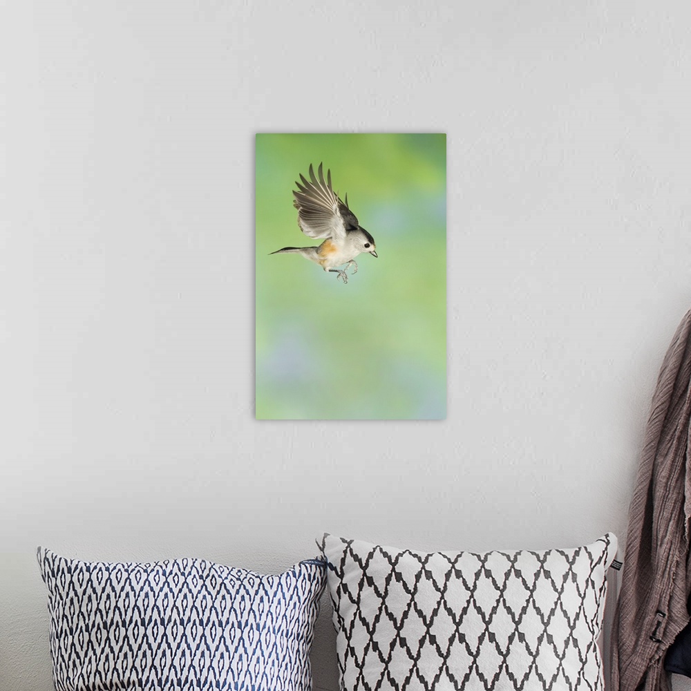 A bohemian room featuring Black-crested Titmouse, Baeolophus atricristatus, adult in flight, New Braunfels, Hill Country, T...