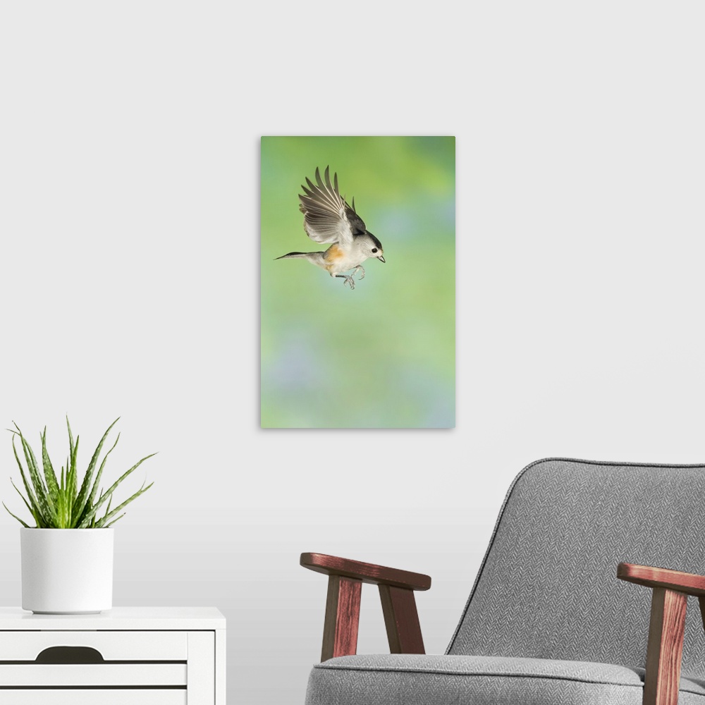 A modern room featuring Black-crested Titmouse, Baeolophus atricristatus, adult in flight, New Braunfels, Hill Country, T...