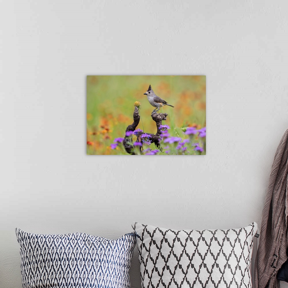 A bohemian room featuring Black-crested Titmouse (Baeolophus atricristatus)  perched in wildflowers