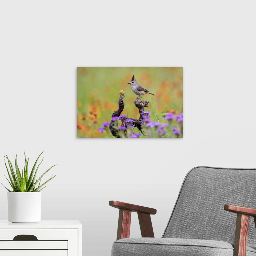A modern room featuring Black-crested Titmouse (Baeolophus atricristatus)  perched in wildflowers