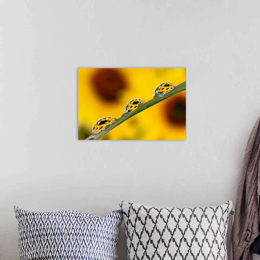 A bohemian room featuring Black eyed Susans refracted in dew drops on blade of grass.
