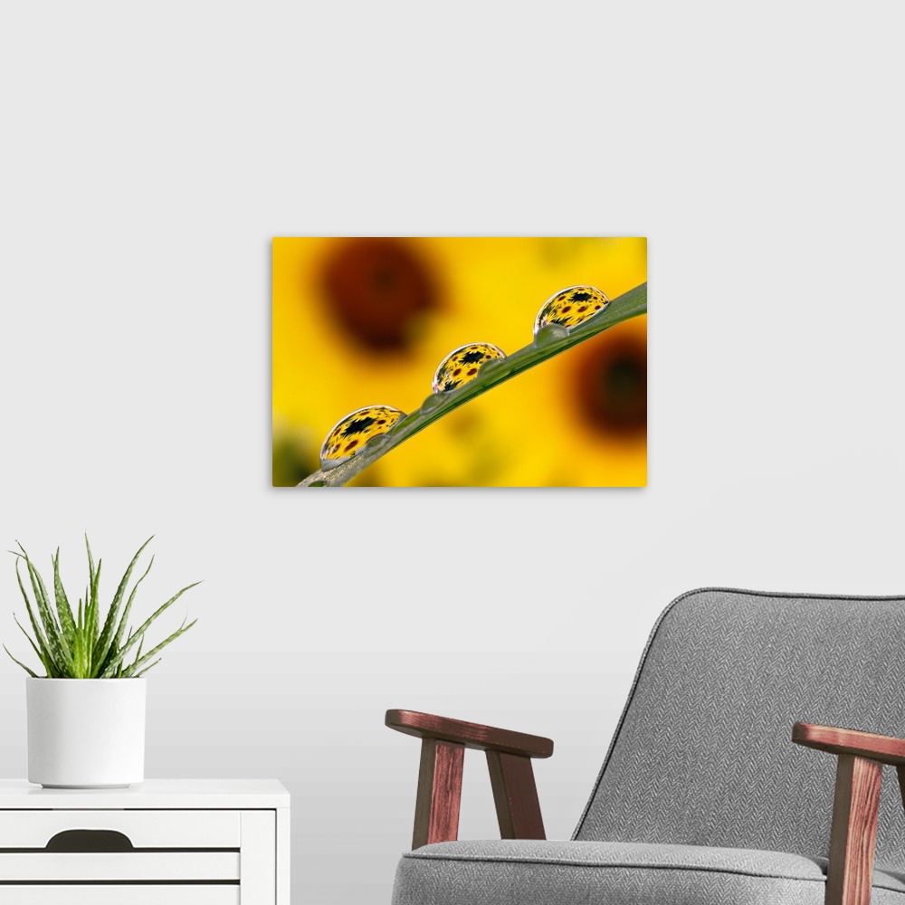 A modern room featuring Black eyed Susans refracted in dew drops on blade of grass.