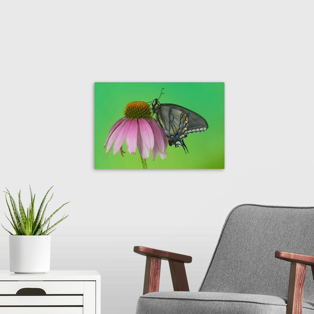 A modern room featuring Black form of Eastern Tiger Swallowtail Butterfly.