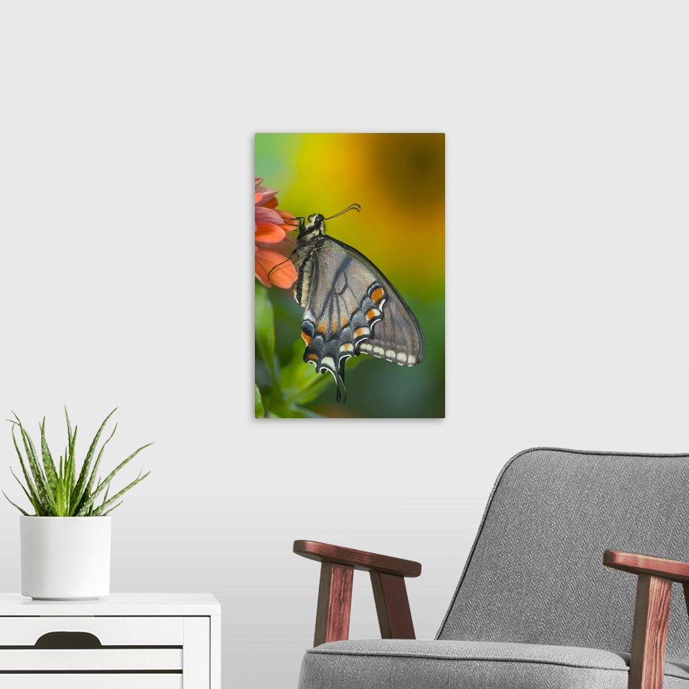 A modern room featuring Black form of Eastern Tiger Swallowtail Butterfly, Papilio glaucus.
