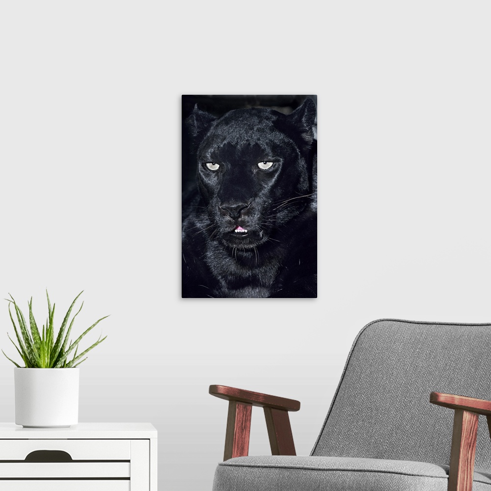 A modern room featuring USA, California, Los Angeles County. Portrait of black jaguar adult at Wildlife Waystation animal...