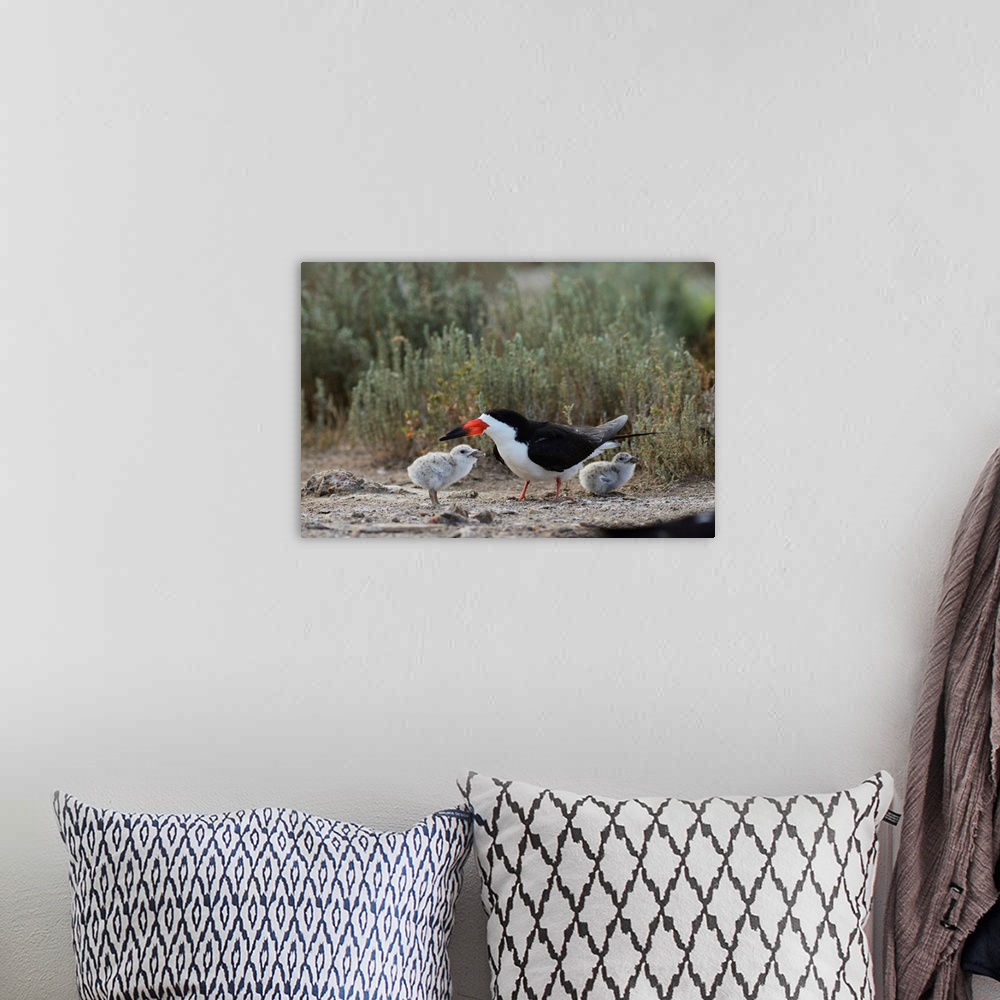 A bohemian room featuring Black Skimmer (Rynchops niger), adult with young, Port Isabel, Laguna Madre, South Padre Island, ...