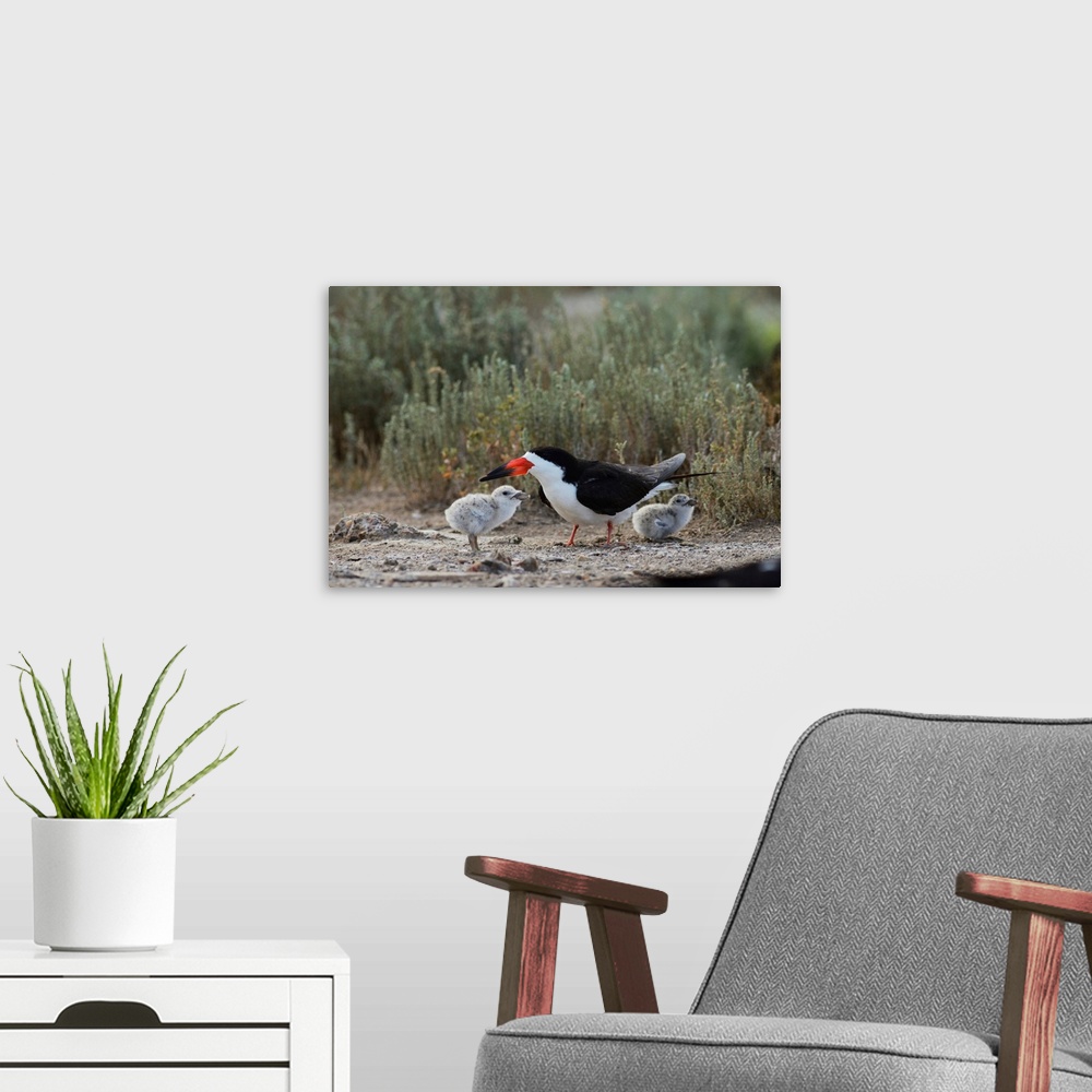 A modern room featuring Black Skimmer (Rynchops niger), adult with young, Port Isabel, Laguna Madre, South Padre Island, ...
