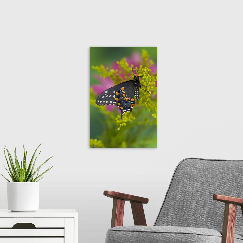 A modern room featuring Black Swallowtail Butterfly.