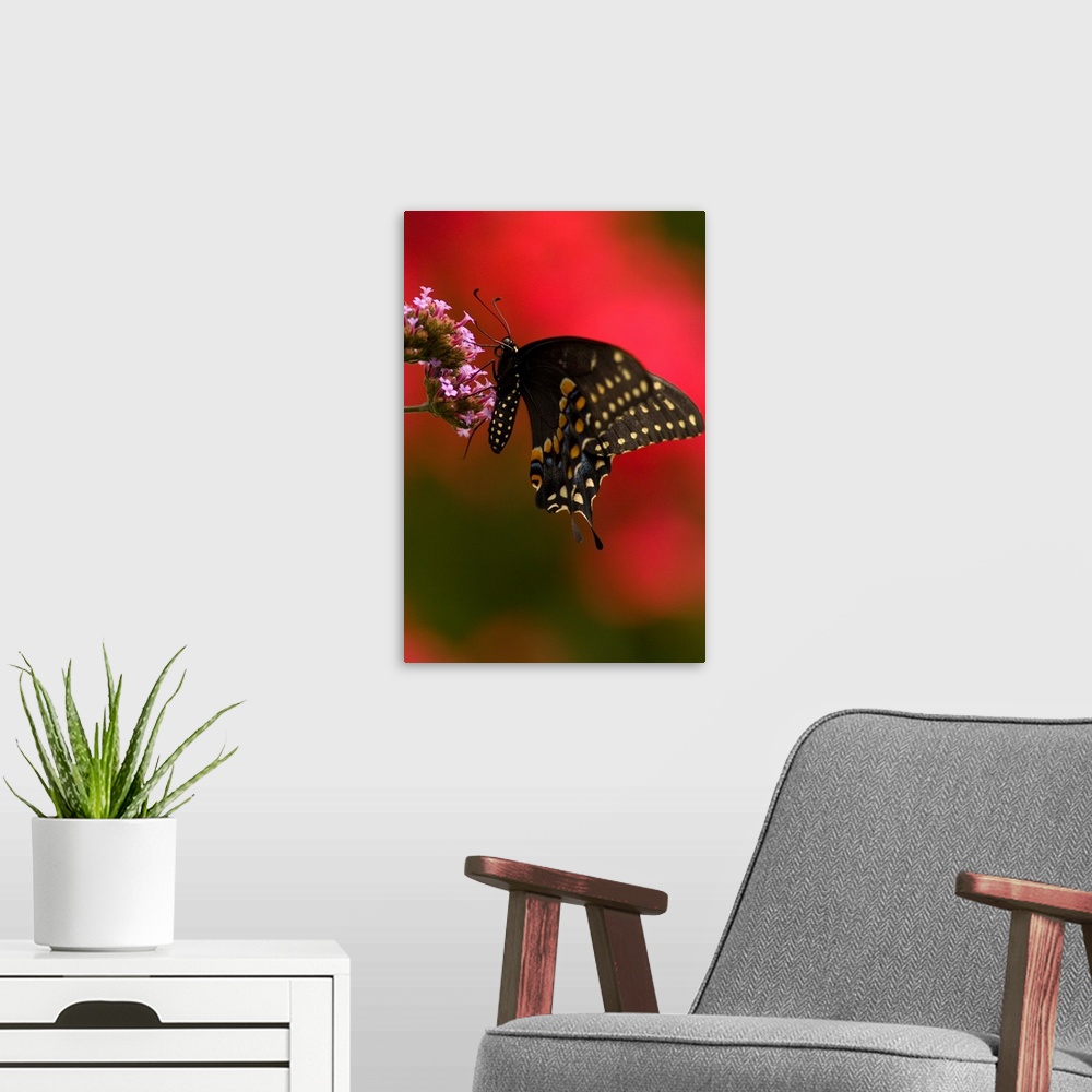 A modern room featuring United States, Virginia, Vienna, Meadowlark Botanical Gardens. Female Black Swallowtail butterfly...