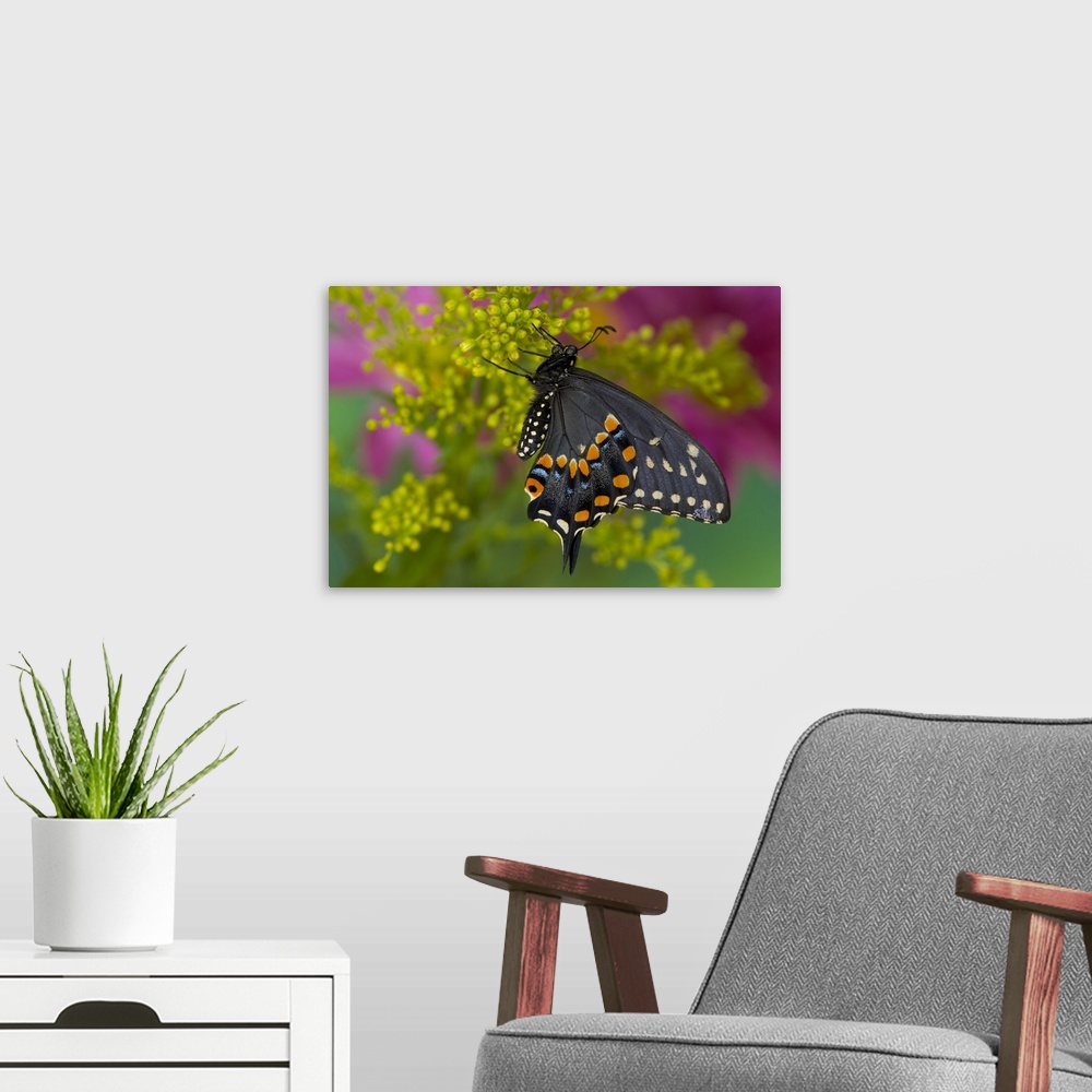 A modern room featuring Black Swallowtail Butterfly, Papilio Polyxenes.