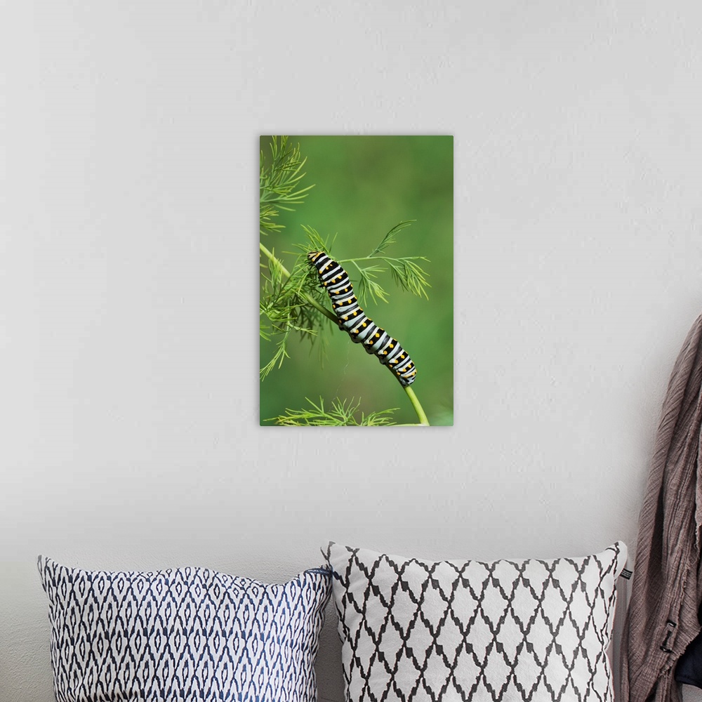 A bohemian room featuring Black Swallowtail (Papilio polyxenes), caterpillar eating on fennel host plant (Foeniculum vulgar...
