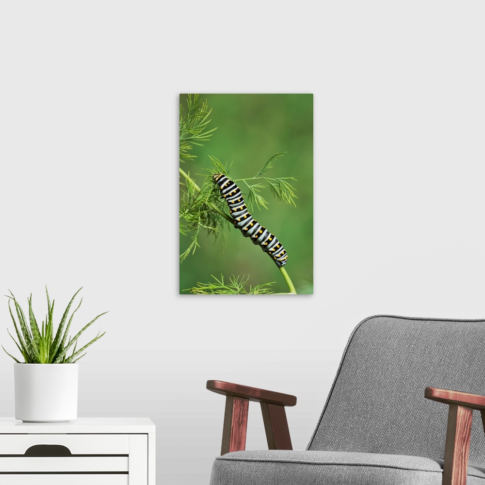 A modern room featuring Black Swallowtail (Papilio polyxenes), caterpillar eating on fennel host plant (Foeniculum vulgar...
