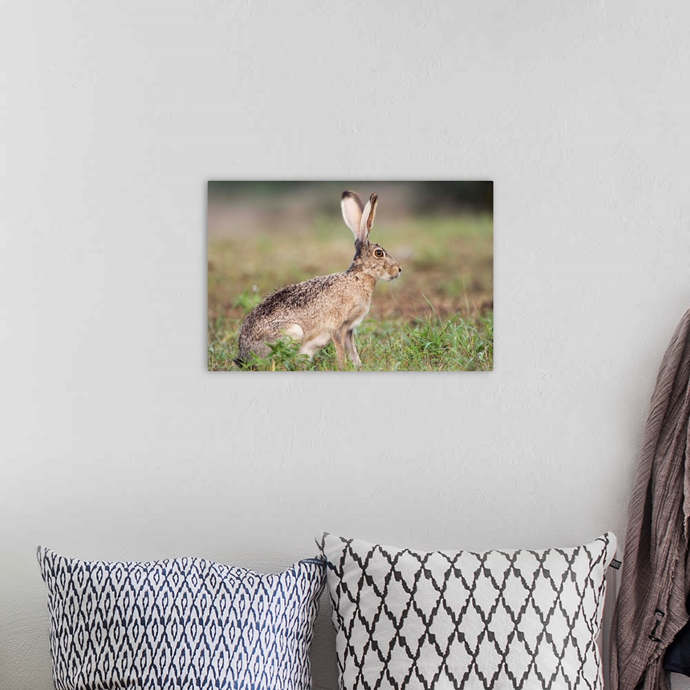 A bohemian room featuring Black-tailed Jackrabbit, Lepus californicus, adult, Uvalde County, Hill Country, Texas, USA, Apri...