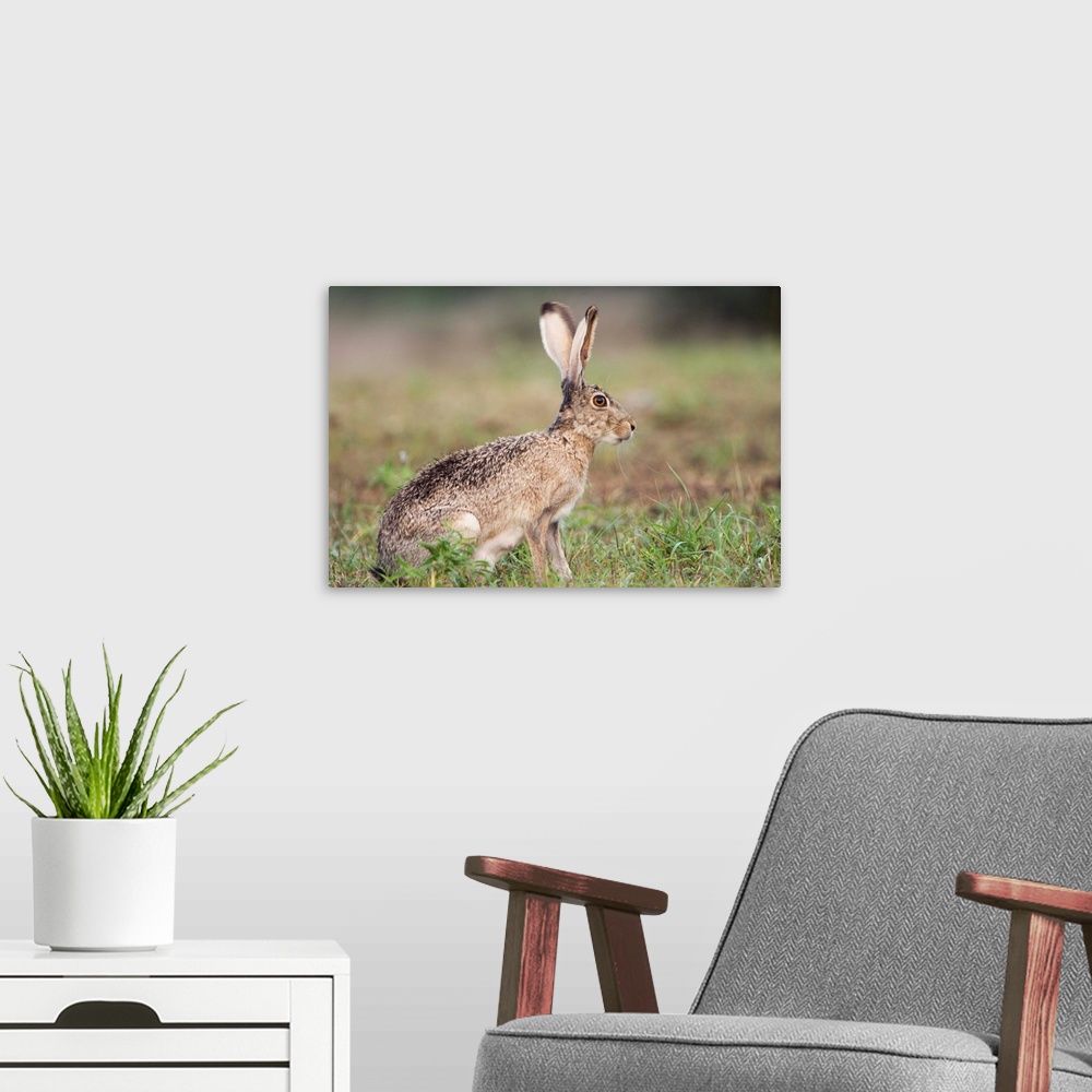 A modern room featuring Black-tailed Jackrabbit, Lepus californicus, adult, Uvalde County, Hill Country, Texas, USA, Apri...