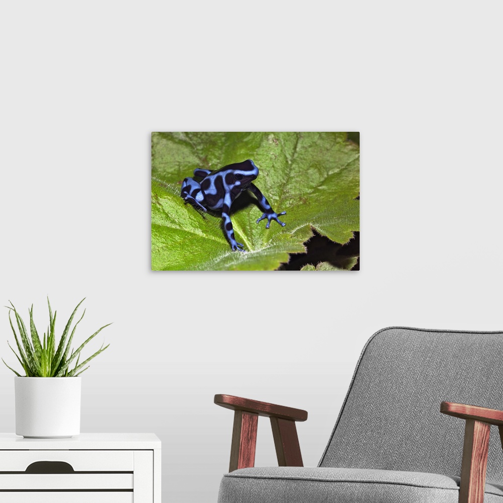 A modern room featuring Blue Black Auratus, native to Costa Rica, D. auratus