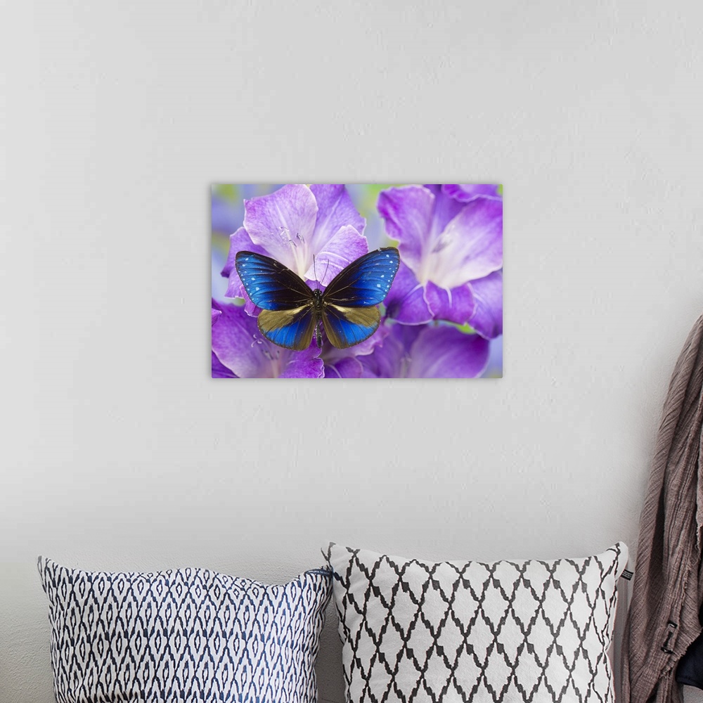 A bohemian room featuring Blue Crow Butterfly, Euphoea mulciber subvisaya.