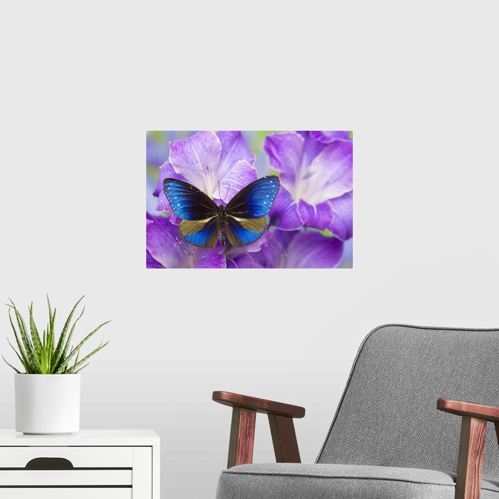 A modern room featuring Blue Crow Butterfly, Euphoea mulciber subvisaya.