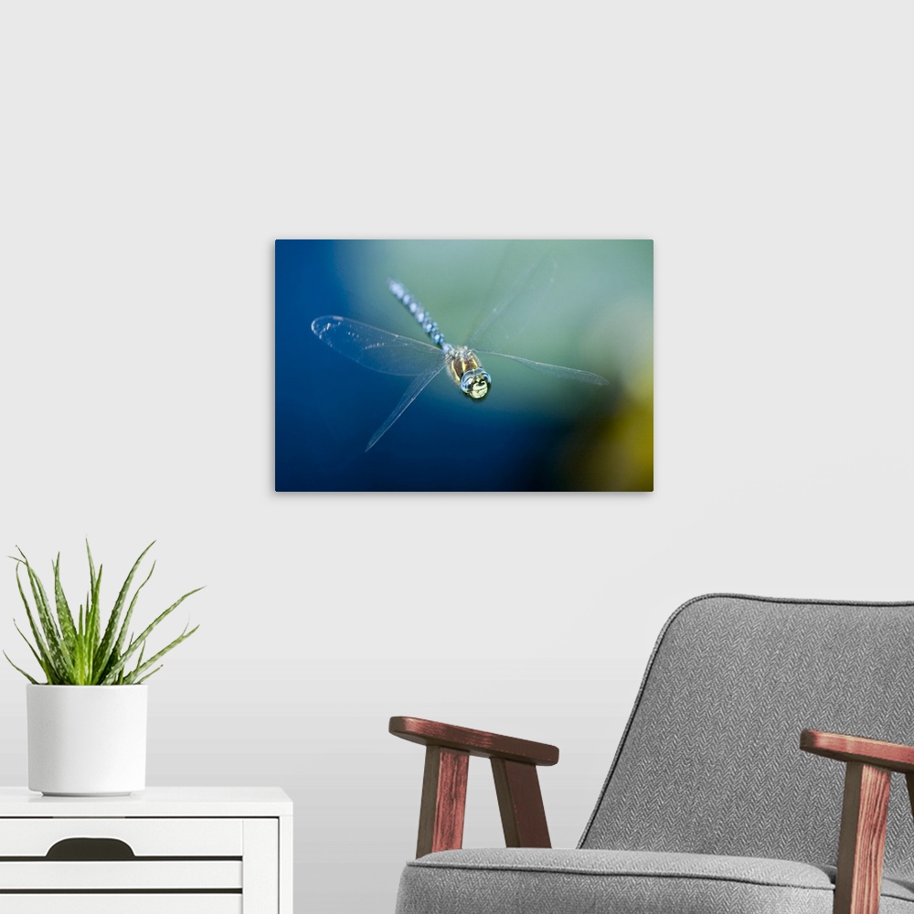 A modern room featuring Blue-eyed darner, Aeshna multicolor, Stanley Park, British Columbia
