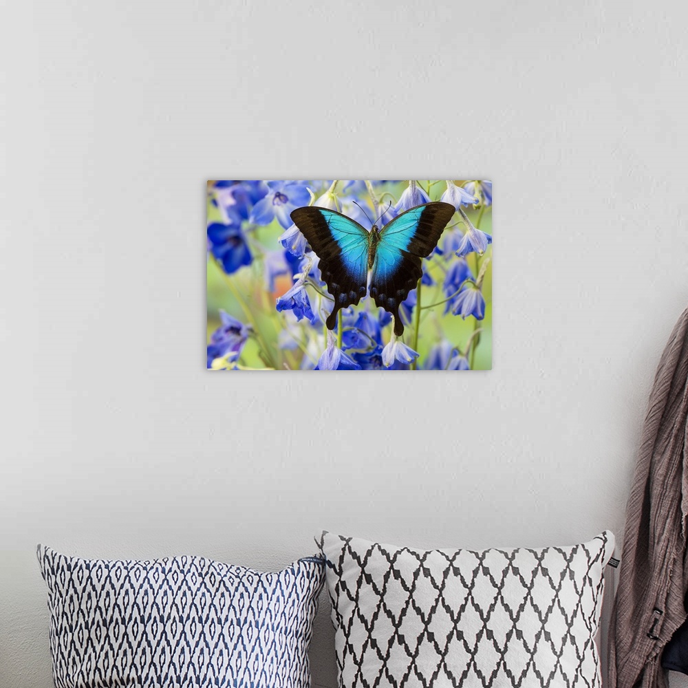 A bohemian room featuring Blue Iridescence Swallowtail Butterfly, Papilio Pericles.