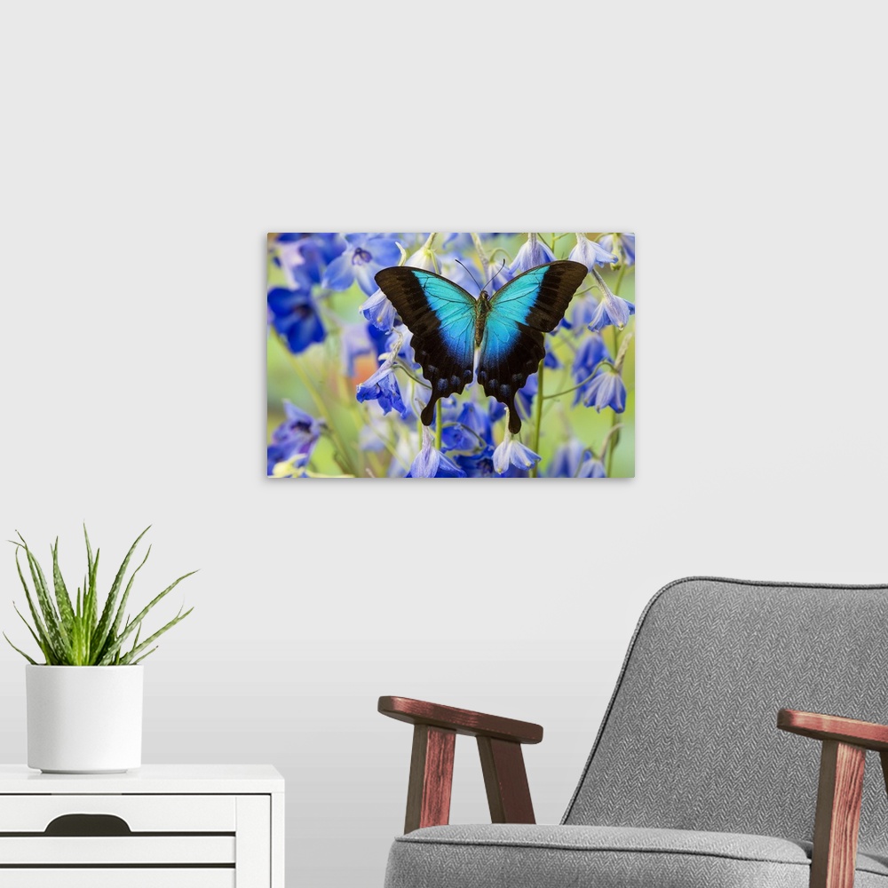 A modern room featuring Blue Iridescence Swallowtail Butterfly, Papilio Pericles.