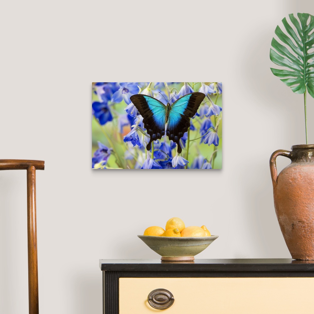 A traditional room featuring Blue Iridescence Swallowtail Butterfly, Papilio Pericles.