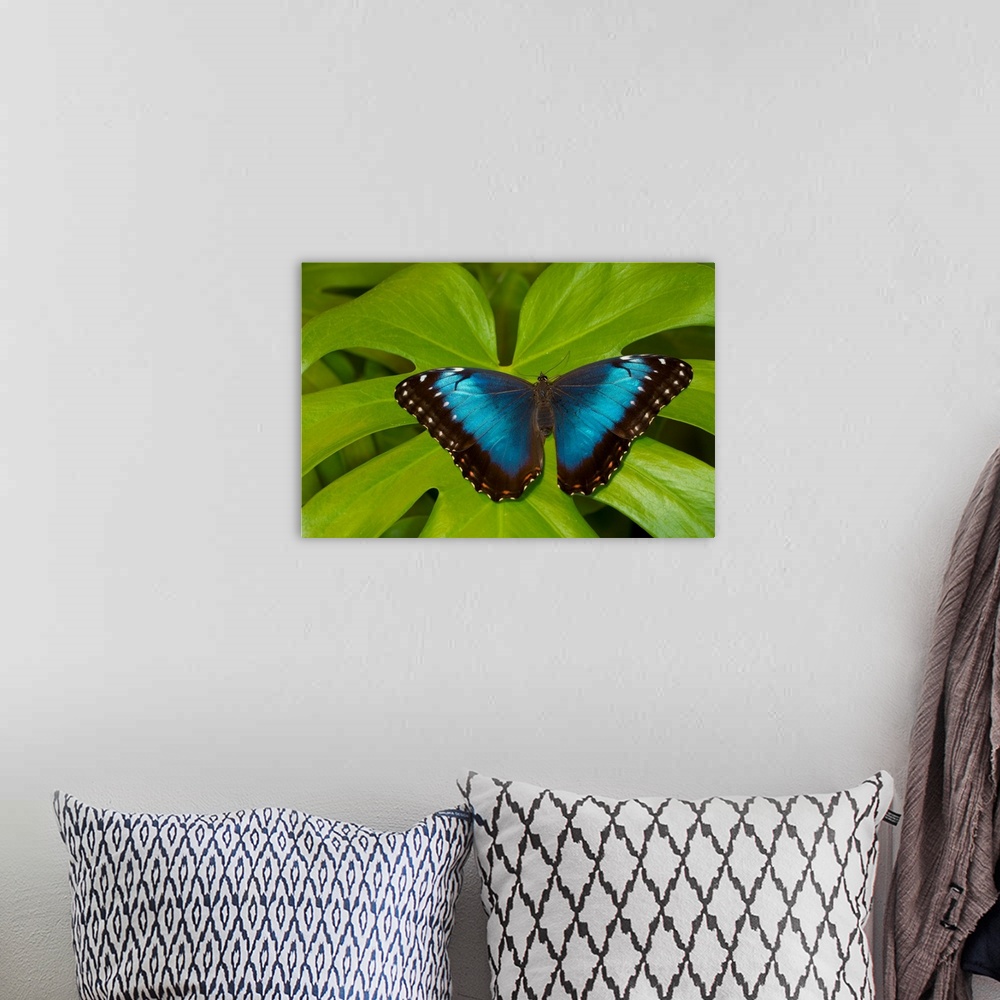 A bohemian room featuring Blue Morpho Butterfly, Morpho granadensis.
