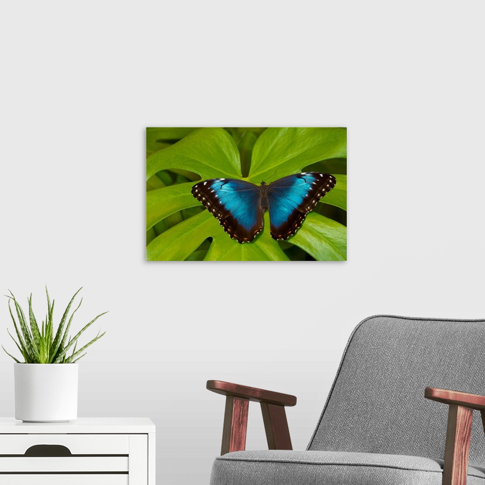 A modern room featuring Blue Morpho Butterfly, Morpho granadensis.