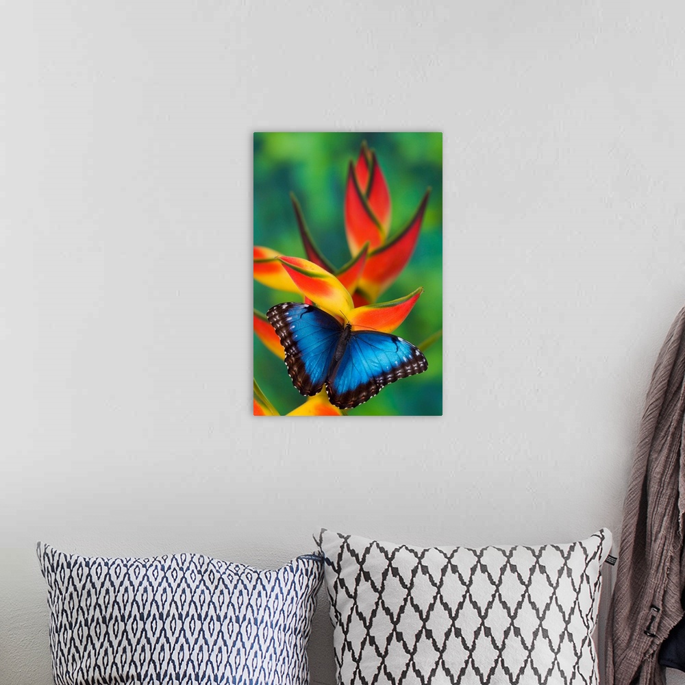 A bohemian room featuring Blue Morpho Butterfly, Morpho granadensis, sitting on tropical Heliconia flowers.