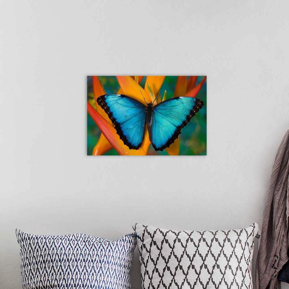 A bohemian room featuring Blue Morpho Butterfly, Morpho peleides, on Heliconia tropical flower.