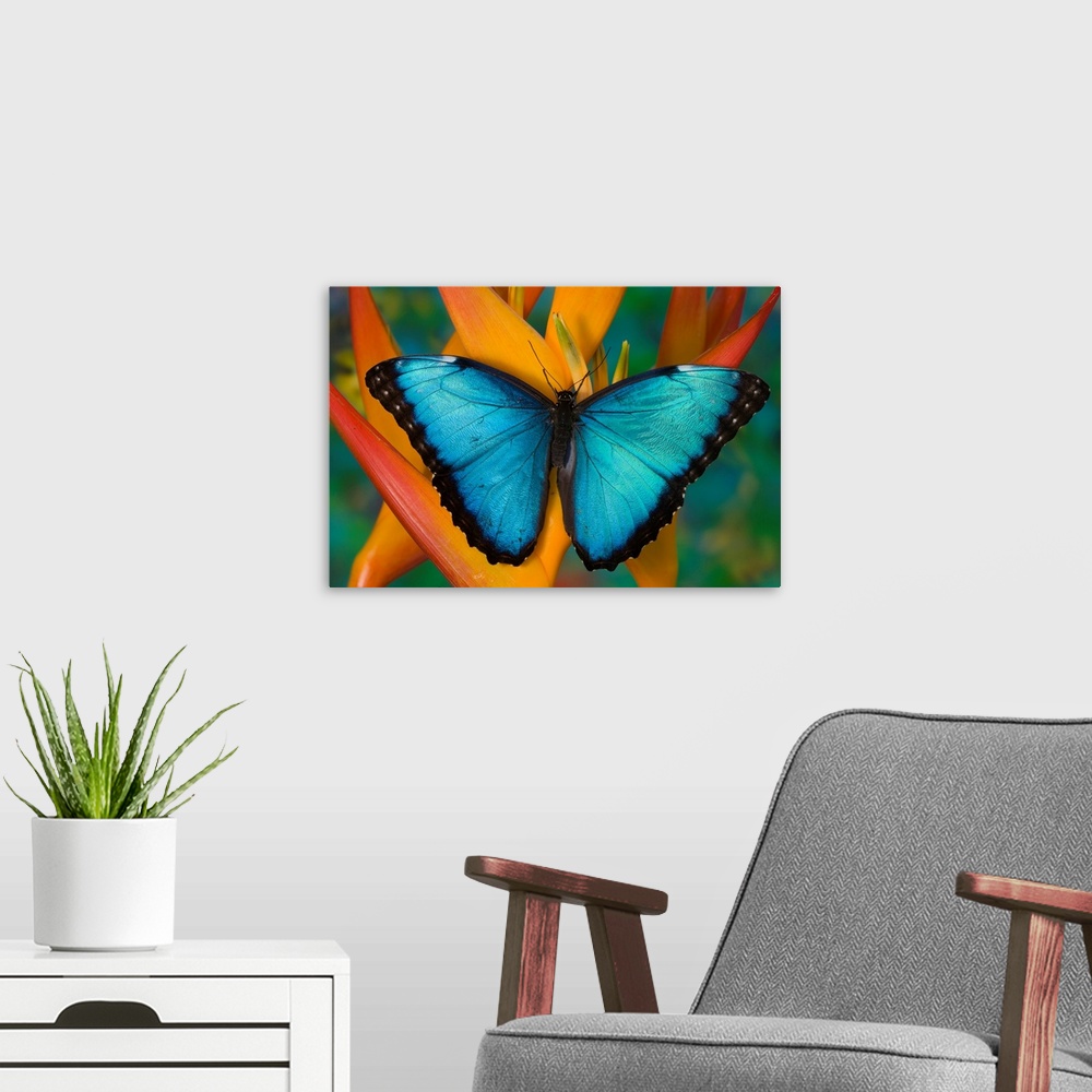 A modern room featuring Blue Morpho Butterfly, Morpho peleides, on Heliconia tropical flower.