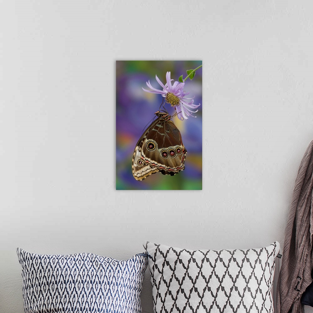 A bohemian room featuring Blue Morpho Butterfly, Morpho peleides, wings closed.