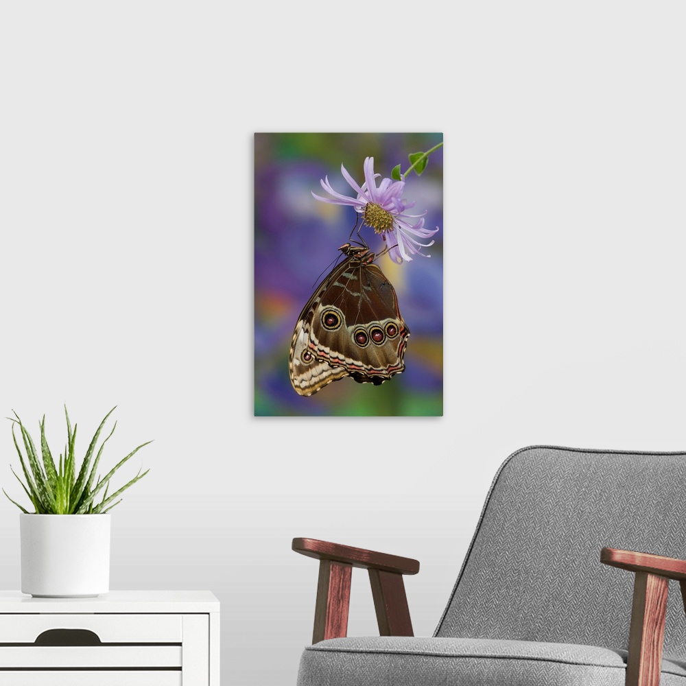 A modern room featuring Blue Morpho Butterfly, Morpho peleides, wings closed.