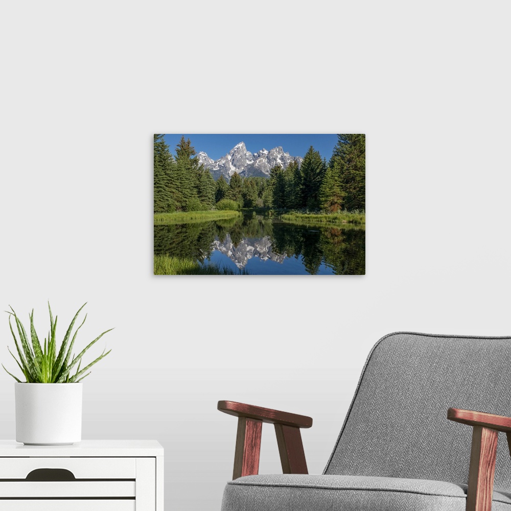 A modern room featuring Blue spruce trees and the Grand Tetons, Schwabacher Landing, Grand Teton National Park, Wyoming, ...